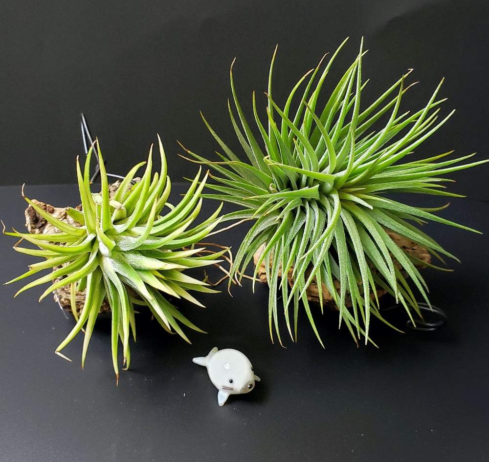 部屋の画像 by 熊みたいな熊さん | 部屋とTillandsia ionantha ‘Albomarginata’とTillandsia ionantha 'Fat boy'と観葉植物と室内栽培専門と室内栽培とおうち園芸とタニラーと風景と斑入り葉っぱと珍奇植物と斑入り愛好家とLED栽培とエアープランツ/チランジア
