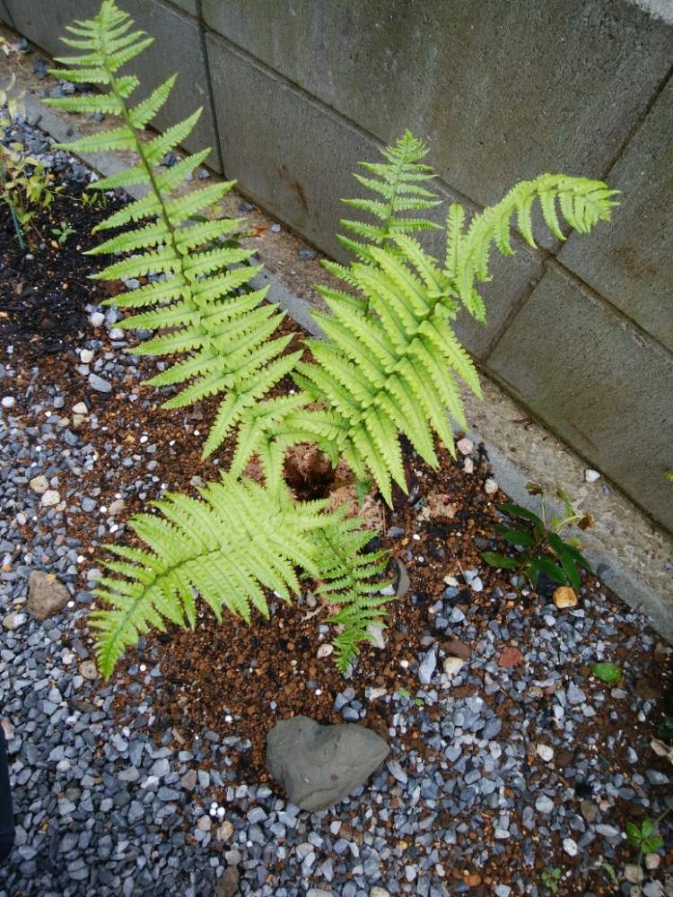 小さな庭の画像 by 砂糖シロップさん | 小さな庭と名前を教えて!と木生シダと観葉植物と千葉県とおうち園芸と多肉親父と羊歯植物と多肉女子とシダ植物と珍奇植物とシダ愛好会と草花大好き