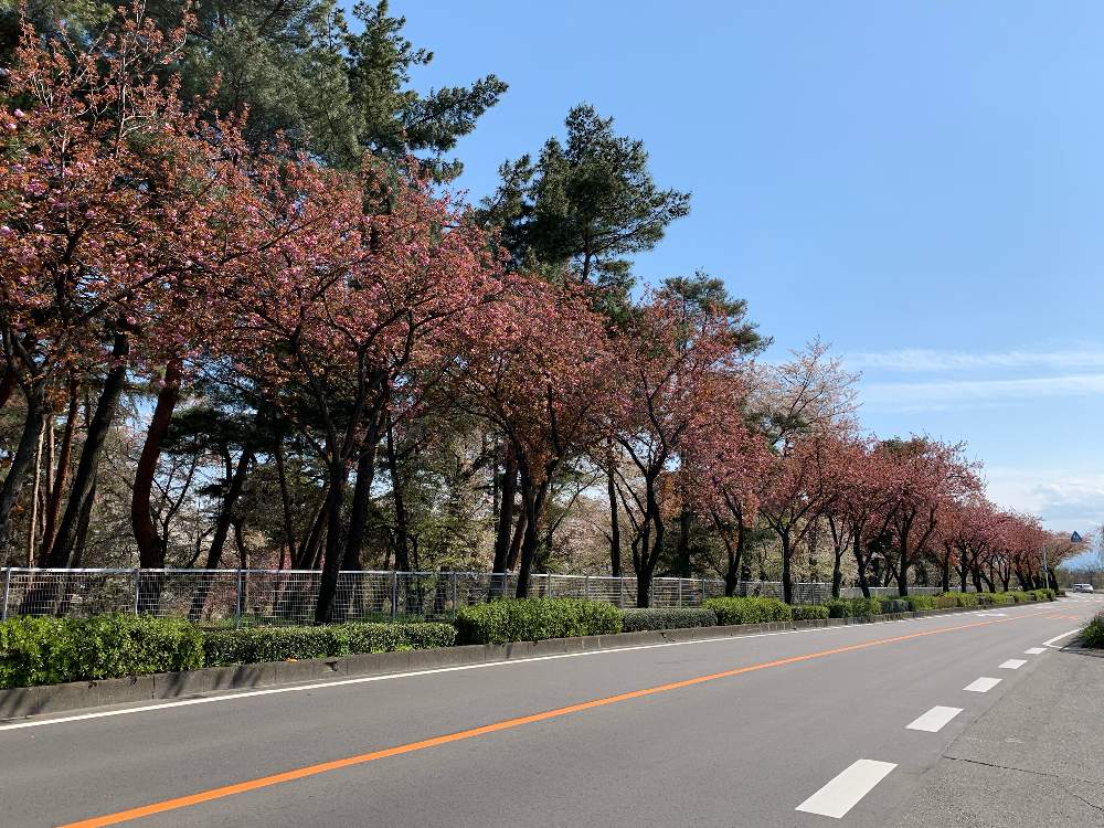 お出かけ先の画像 by 有限会社スリーフラワーさん | お出かけ先と八重桜と本庄市と2020桜フォトコンと前橋市とピンクの花と埼玉ンズ倶楽部と園芸店とGSのみなさんに感謝♡と八重桜*と今日の一枚と国体道路と今日の花と埼玉県とフラワーアレンジメントと花のある暮らしとかわいいとフラワーギフトと群馬県とスリーフラワー