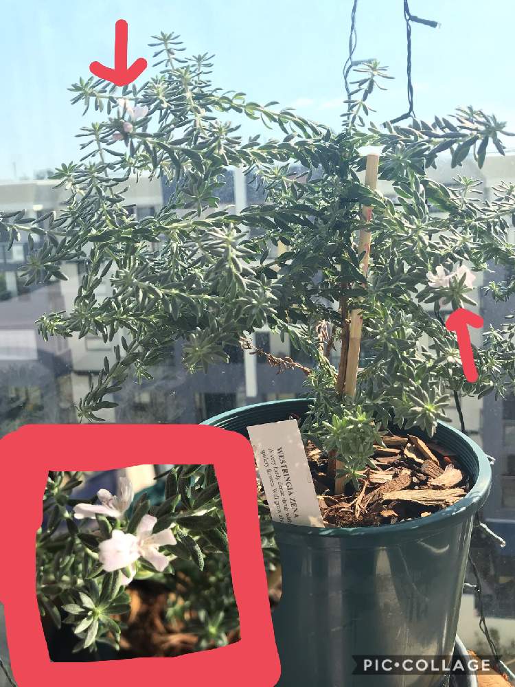 の画像 by asuさん | ウエストリンギア(オーストラリアンローズマリー)とオーストラリアあるあると植物初心者と強い陽射しと緑のある暮らしとオーストラリアと花のある暮らしと一生ものと海外暮らしとオーストラリア ネイティヴプランツ