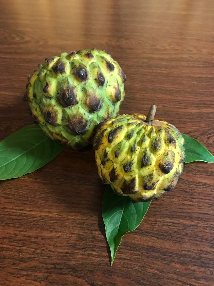 部屋の画像 by ぽぽーさん | 部屋とビリバとRollinia mucosaと熱帯果樹と果樹栽培と植物男子と家庭菜園とかにえジーンと果樹と果物とくだものとおうち園芸と農家と植中毒と野性的果樹と野生果樹と珍奇植物と花のある暮らしと家庭菜園奮闘日記と熱帯植物と有用植物とガチ農業とフルーツ