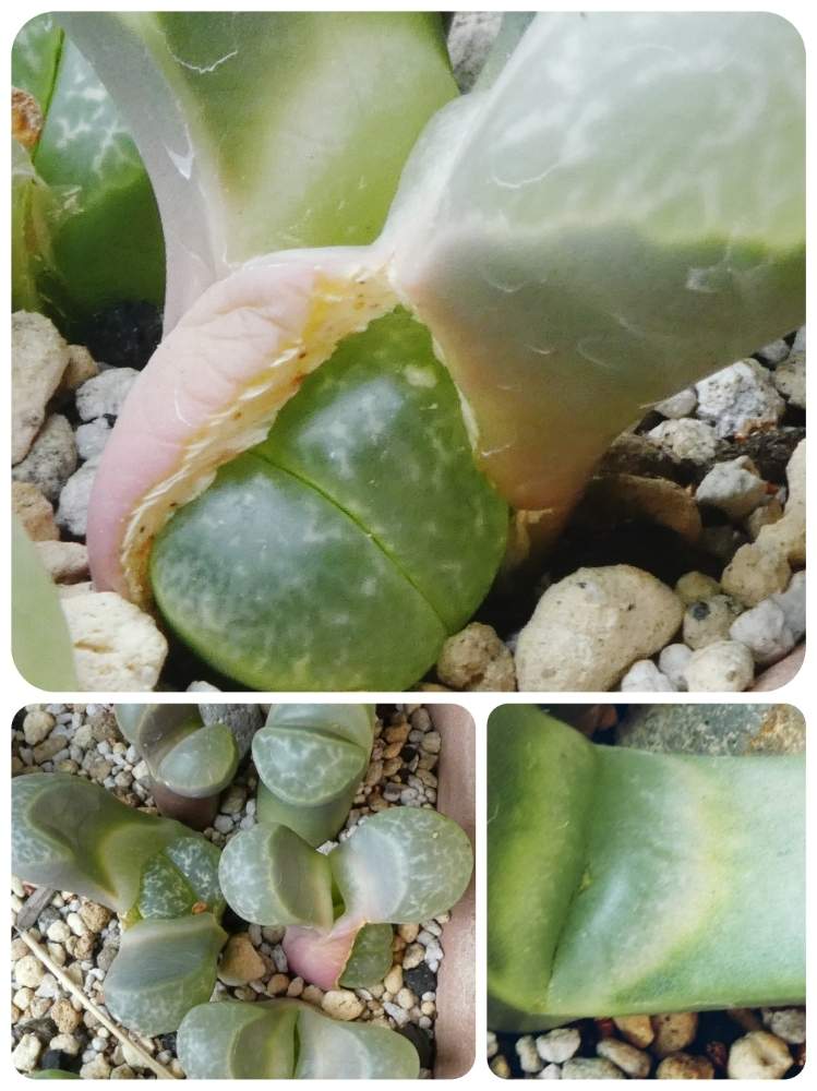 車庫の画像 by いつもの草さん | 車庫と多肉植物と多肉男子と森のがっこうヒストリーと春見っけた❗️と癒しとチッチャイ星人同盟とGS映えとGS日和と植中毒と森の小さな動物達❗と多肉女子と令和の冬見っけた❗️と森のがっこうとタニラーと草、多肉植物と森の負けないぞ❗️と珍奇植物と輝け❗️令和の夏❗️みんなおいで❗️