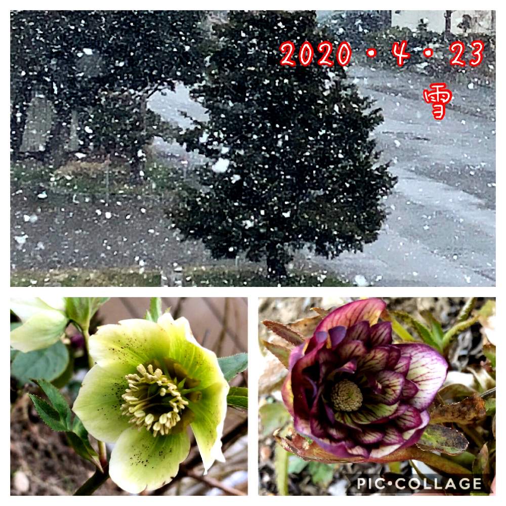 広い庭の画像 by よー ٩( ᐛ )وさん | 広い庭とクリスマスローズとキュンキュン乙女倶楽部と北の大地北海道とバラと夢CLUBとよー٩( ᐛ )وクリロー♡とキュンキュン乙女倶楽部No.151