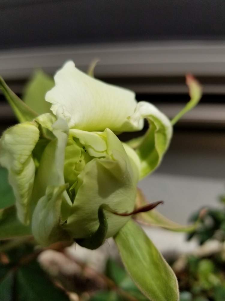 小さな庭の画像 by グリングリンさん | 小さな庭と薔薇と花のある暮らしとおうち園芸とお花見大好き