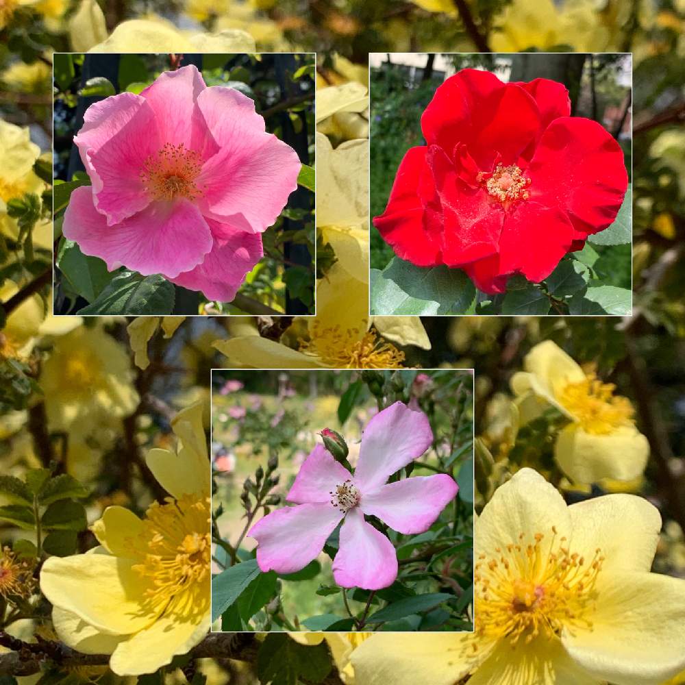お出かけ先の画像 by Okavangoさん | お出かけ先とばら バラ 薔薇と薔薇愛同盟と大阪市靭公園と薔薇に魅せられてと春・OSAKAと春・萌ゆと1/100万本の薔薇