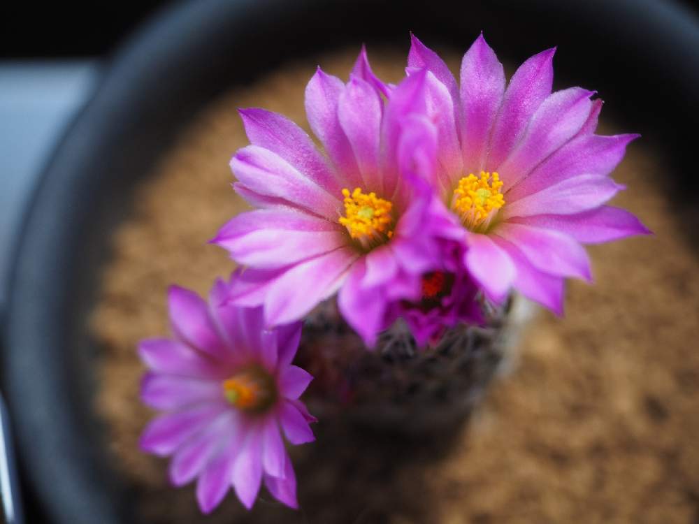 窓辺の画像 by はーちゃんさん | 窓辺とエスコバリア ネリーと窓辺の植物たちとピンクの花とエスコバリア属とサボテンの花といいお天気♪