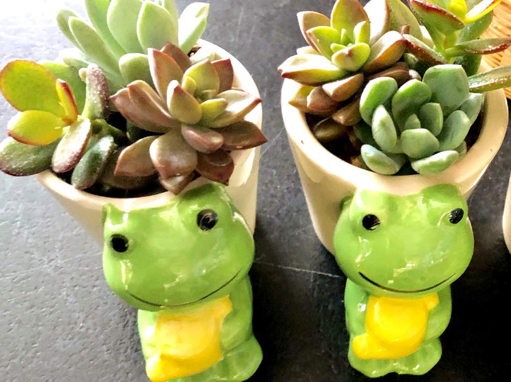 部屋の画像 by かるびさん | 部屋とかるびの庭と多肉の寄せ植えとブジカエルとおうち園芸と花のある暮らし
