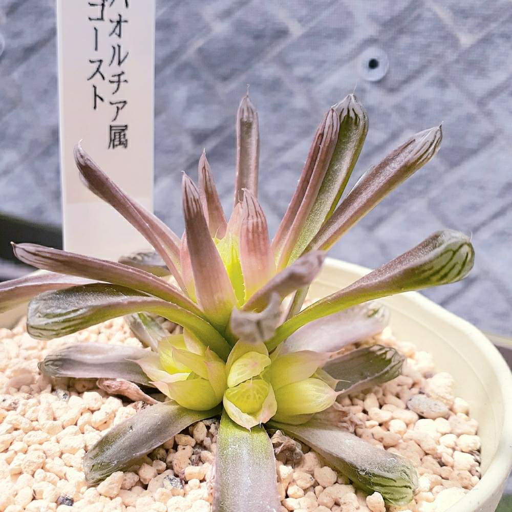 窓辺の画像 by ジョージさん | 窓辺とゴーストとハオルチア ゴーストとジョージの部屋と多肉植物と軟葉系ハオルチアと硬葉系ハオルシアとハオルチア属と多肉大好きとお気に入り♡とハオルチア男子と八王子市とハオルシア属 と多肉植物とサボテンと徒長と仔株とGREEN UP!とおおきくなあれと育成中とハオルチア大好きと経過観察