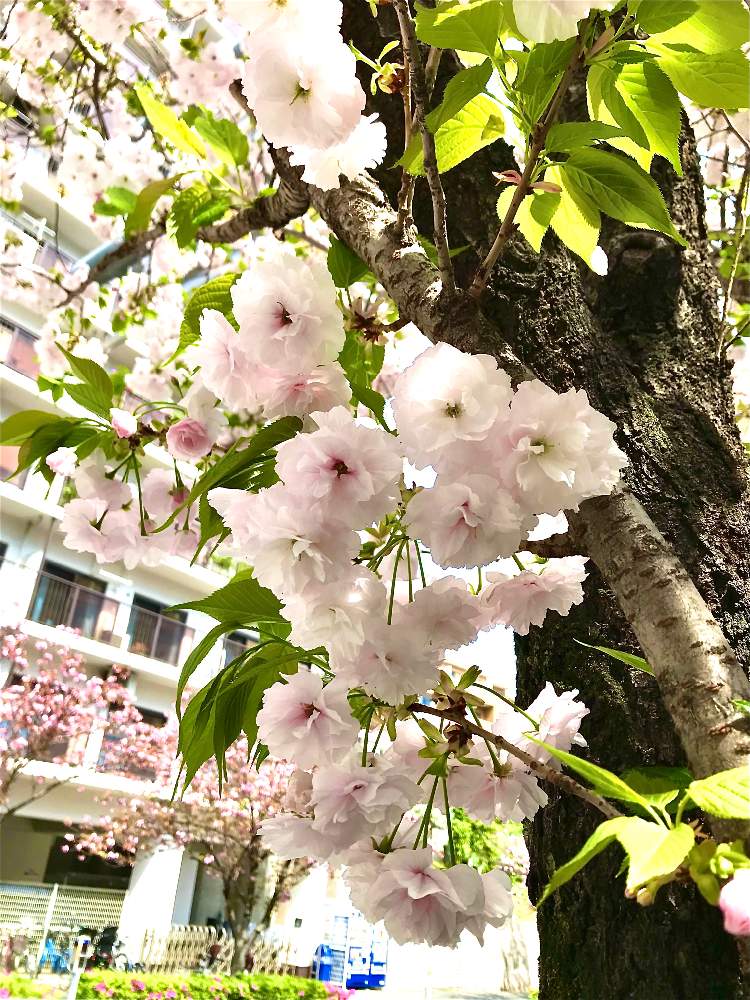 アプローチの画像 by TIさん | アプローチと八重桜と2020桜フォトコンと2020五反田桜まつり