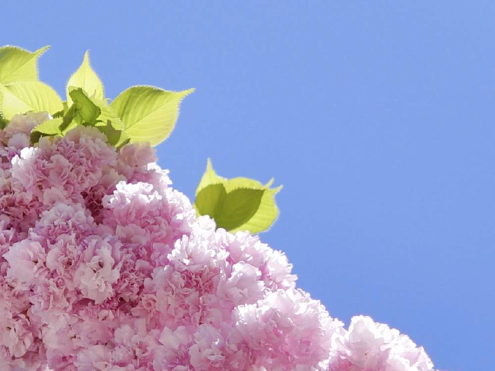 の画像 by ぶーさん | 八重桜とモリモリ!と樹木と通勤路と元気になれ!とピンク色の花と青空映えと願いを込めて