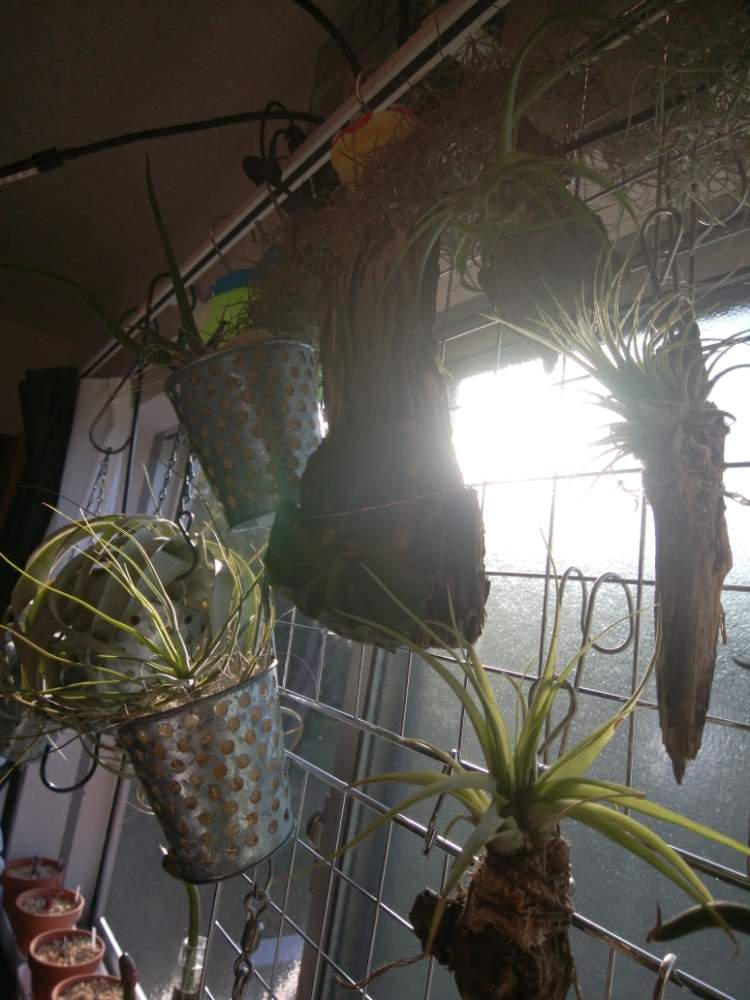 部屋の画像 by 砂糖シロップさん | 部屋とティランジアとかビカクシダとかと着生植物と観葉植物と千葉県とブロメリアとおうち園芸とティランジア属とチランジア属と多肉親父と羊歯植物と多肉女子と珍奇植物とビカクシダ属とエアープランツ/チランジアとパイナップル科