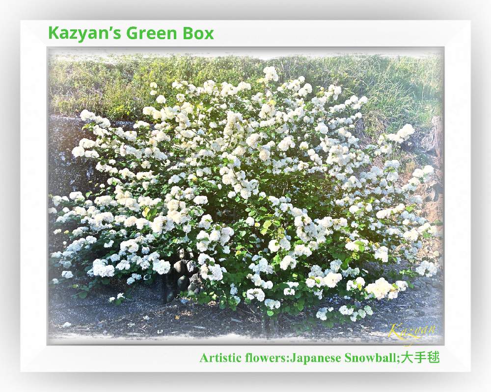 お出かけ先の画像 by Kazyanさん | お出かけ先とオオデマリ❁とオオデマリ:大手毬 和堂とオオデマリ 白と大手毬 和堂と大手毬シリーズ 和堂と手毬シリーズ 和堂