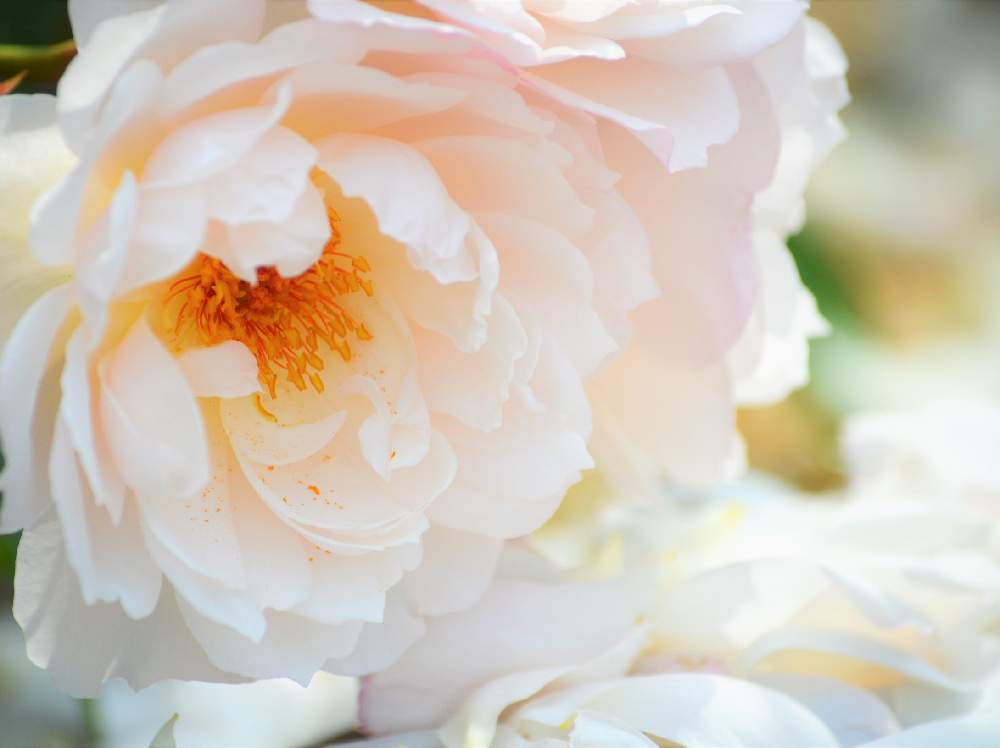 お出かけ先の画像 by 嶌縞(シマシマ)さん | お出かけ先とバラとばら バラ 薔薇と岡山RSKばら園と癒しの花たちと一眼レフとピンクのお花と可愛い
