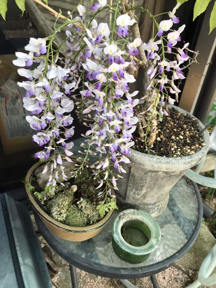 小さな庭の画像 by manabenoLMさん | 小さな庭とフジと藤色の花と種からとインテリアと植物とおうち園芸と緑のある暮らしと自給自足と四季咲きと苔(こけ)と夫婦でと実のなる木とお庭と盆栽とエアプランツとインテリアグリーン