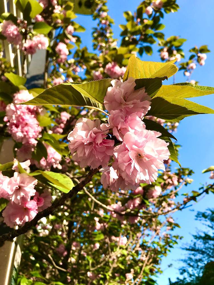 アプローチの画像 by TIさん | アプローチと八重桜と2020桜フォトコンと2020五反田桜まつり