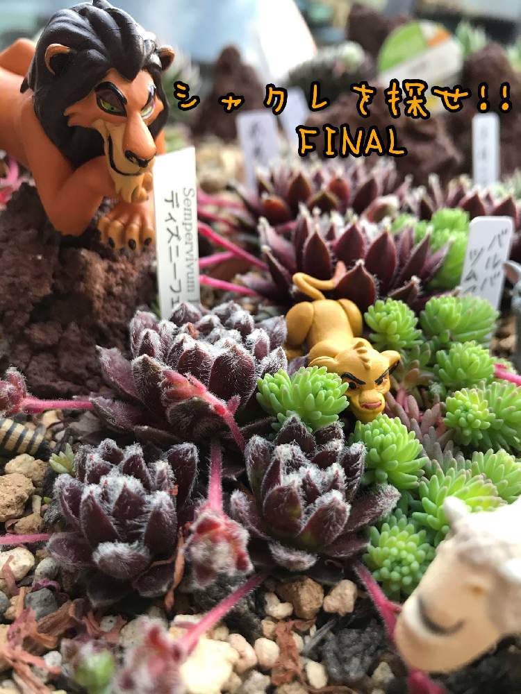 小さな庭の画像 by カッピさん | 小さな庭とセダム属と多肉中毒と多肉植物と多肉男子とハオルチア属と寄せ植えとジオラマ寄せ植えとシャクレを探せ!!とシャクレとシャクレルプラネットとセンペルビウム属とおうち園芸と植中毒とディズニーフェスティバル♡とハオルシア属 と探せシリーズとタニラーと多肉寄せ植えとGreen Time