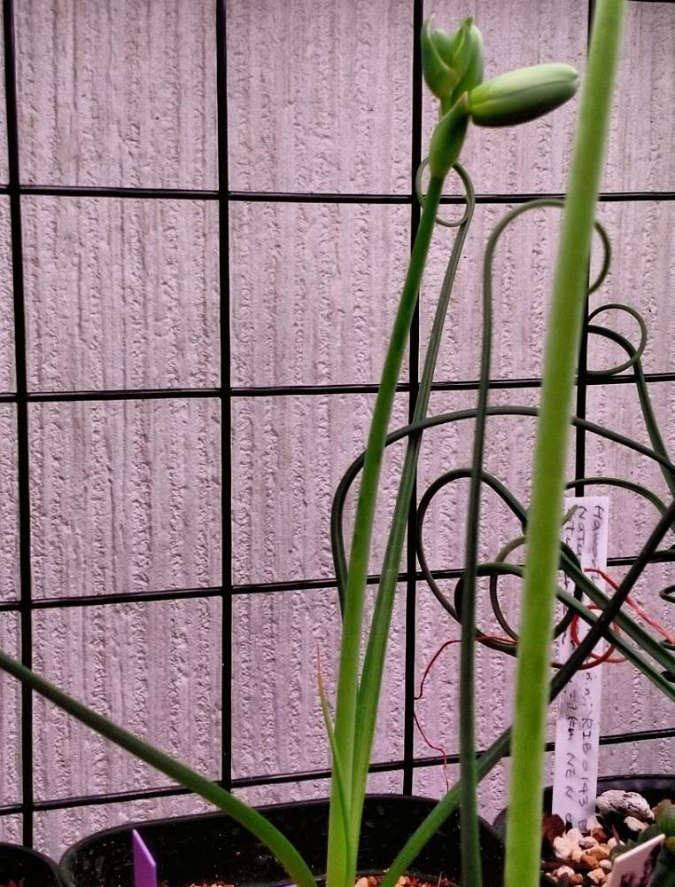 窓辺の画像 by I.P.G.C.(byシェスター)さん | 窓辺とアルブカスピラリス フリズルシズルと種まきと植え替えと低温に負けない!と移植と窓際と植え替え完了。とタネまきとLED栽培