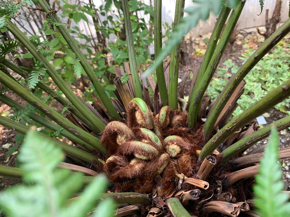 の画像 by そら広場(そら植物園オフィシャルクラブ)さん | ディクソニアとそら植物園とプラントハンターとそら植物園 オフィシャルクラブ「そら広場」と西畠清順とそら広場と代々木VILLAGEと新芽
