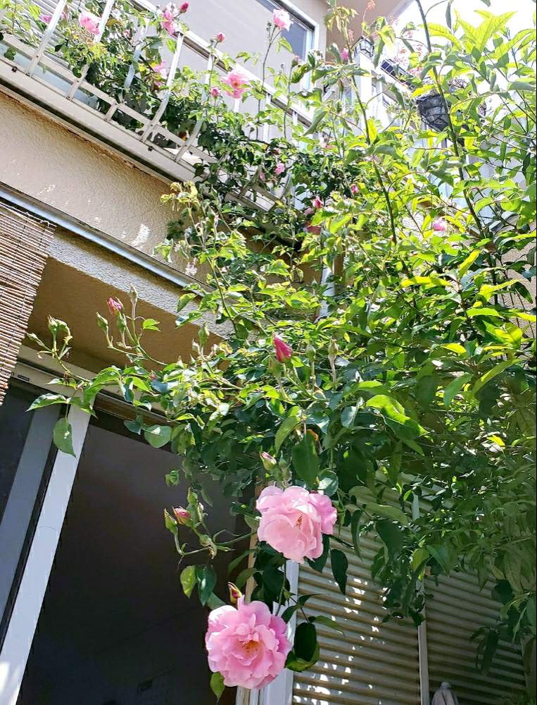 小さな庭の画像 by nanaさん | 小さな庭とバラと金木犀と薔薇 スパニッシュ・ビューティと癒しと多肉植物のある暮らしとおうち園芸と今日の一枚と『おうち園芸』フォトコンテストと多肉女子と花のある暮らしとかわいいな♡とラジオ体操倶楽部