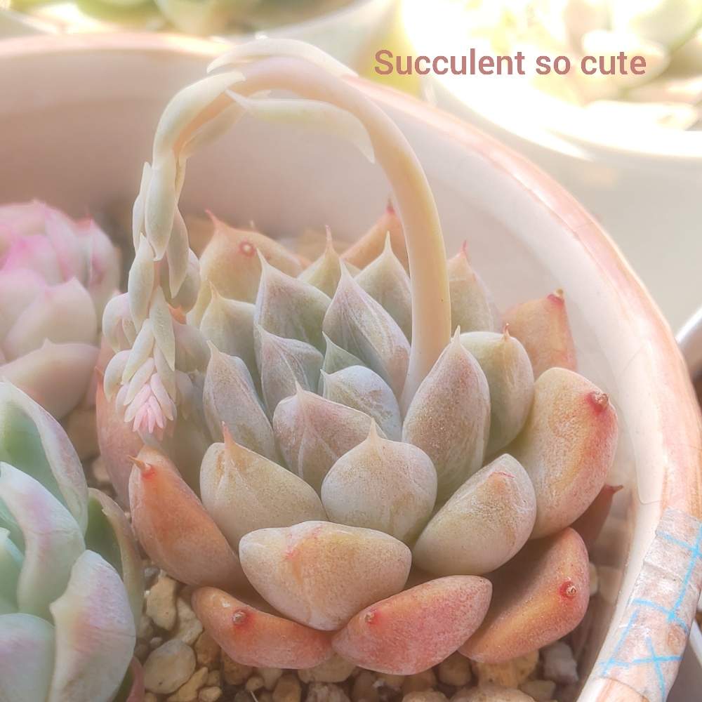 バルコニー/ベランダの画像 by Succulent so cute ♥さん | バルコニー/ベランダとモアレとmoireとチーム大阪とno green no lifeとcute ♥️ モアレとお気に入り~✴️と春の多肉ちゃんとエケベリア属とスマホ撮影加工なしとsucculent so cute ♥️とチームグリーンとgreenとSucculent Lifeとenjoy botanical life ♥️とcute ♥️ エケとso cute garden ♥️とGS萌え~✴️と多肉コレクション♥と葉っぱlove♥とsucculentとsucculent love ♥とうすいオレンジ色の多肉ちゃん