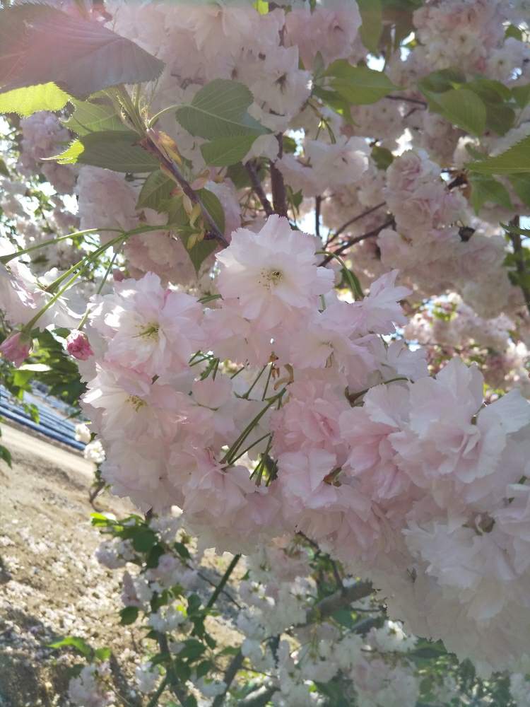 お出かけ先の画像 by じゅんさん | お出かけ先と2020桜フォトコンと新型コロナウィルスの終息を願いますとキレイ☆とコロナに負けるな!とこんなときこそお花を飾ろうとボタン桜…松月といやし♡とはなやかと自然の美と美しい✨✨とさくらと八重桜❤とピンクのはなとコロナ現場医師の悲痛な叫び