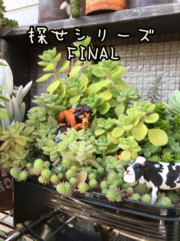 小さな庭の画像 by カッピさん | 小さな庭と多肉中毒と多肉植物と多肉男子とライオンキングと寄せ植えとジオラマ寄せ植えとシャクレを探せ!!とシャクレとピカチュウを探せとシャクレルプラネットとセンペルビウム属とおうち園芸と植中毒とディズニーと探せシリーズとタニラーと多肉寄せ植えとGreen Timeとガチャガチャ