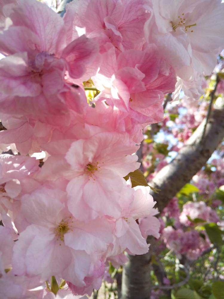 お出かけ先の画像 by じゅんさん | お出かけ先と2020桜フォトコンと新型コロナウィルスの終息を願いますとコロナウイルスの終息を願う!とキレイ☆とこんなときこそお花を飾ろうといやし♡とはなやかと自然の美と花いきいき元気と美しい✨✨とさくらと八重桜❤とピンクのはなとコロナ現場医師の悲痛な叫びとぼたん桜