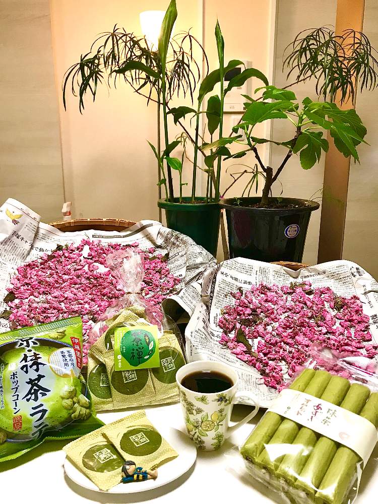 部屋の画像 by TIさん | 部屋とみょうがとボトルツリーと八重桜の塩漬けといちじくゼブラスイートとGREENといっしょに食べたいスイーツオススメお菓子屋さん