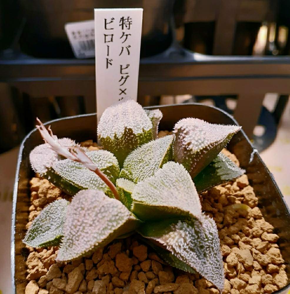 お出かけ先の画像 by ジョージさん | お出かけ先とハオルチア属 ビロードと元気いっぱいとジョージの部屋と多肉植物と#STAY HOMEと軟葉系ハオルチアと硬葉系ハオルシアと入荷情報♪とハオルチア属と多肉大好きとハオルチア男子と可愛い多肉ちゃん❤︎とジョイフル本田 瑞穂店とハオルシア属 と多肉植物とサボテンと緑のある生活と手が出ないとGREEN UP!と欲しいとハオルチア大好き