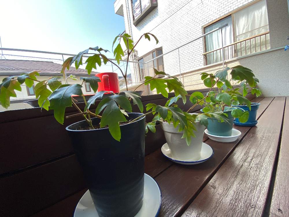 バルコニー/ベランダの画像 by ヌマ餃子さん | バルコニー/ベランダとエレンダニカとiPhone11ProMaxと観葉植物と植中毒と日光浴と鉢植え