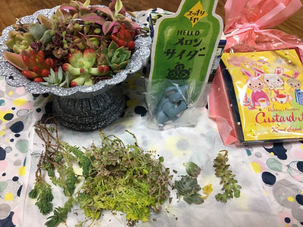 部屋の画像 by riyoさん | 部屋とセダム属と多肉植物と繋がりに感謝と素敵便と沖縄と当選便と多肉女子とotanico産とちびっこ苗