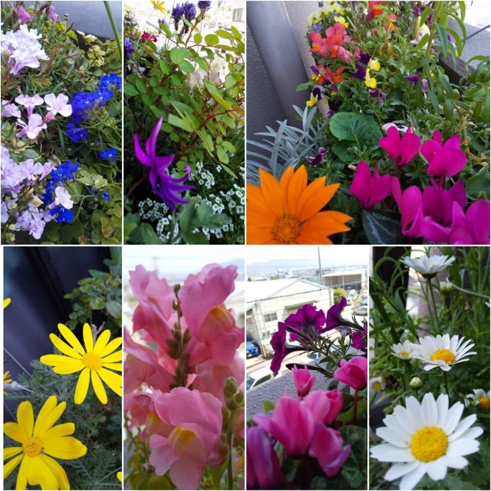 バルコニー/ベランダの画像 by じゅんさん | バルコニー/ベランダとムラサキの花と新型コロナウィルスの終息を願いますとかわいい♡とコロナウイルスの終息を願う!とキレイ☆とおうち園芸とコロナに負けるな!とこんなときこそお花を飾ろうといやし♡とはなやかと自然の美ときいろの花と花いきいき元気と美しい✨✨と白い花とピンクのはなとコロナ現場医師の悲痛な叫び