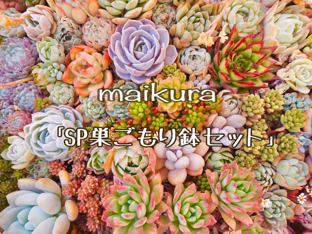小さな庭の画像 by ikuraさん | 小さな庭と多肉植物とリメ缶と多肉小屋とコラボとお気に入りと寄せ植えともりもり多肉と紅葉する多肉とお箸で多肉とGS映えと『おうち園芸』フォトコンテストと多肉女子とお家時間と韓国苗と秘密基地とジャンクガーデンとbizarre苗と木立多肉とお誘い
