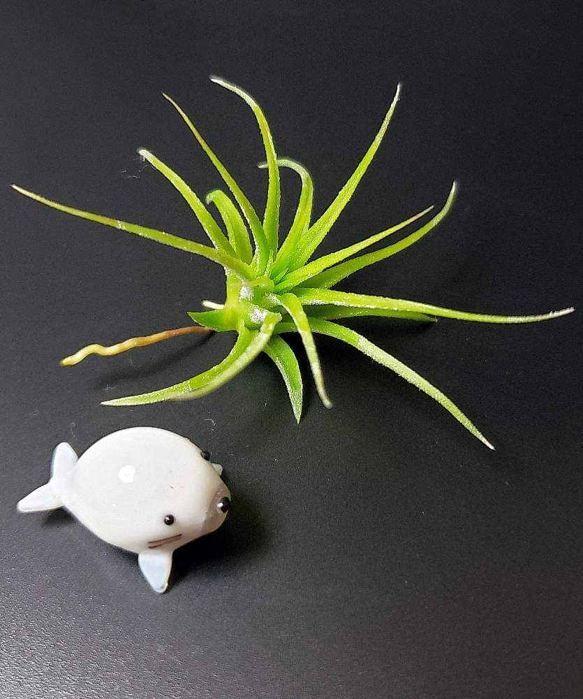 部屋の画像 by 熊みたいな熊さん | 部屋とTillandsia ionantha 'Selecta'と観葉植物と室内栽培専門と室内栽培と草植系男子とおうち園芸とチランジア属と珍奇植物とLED栽培とエアープランツ/チランジア