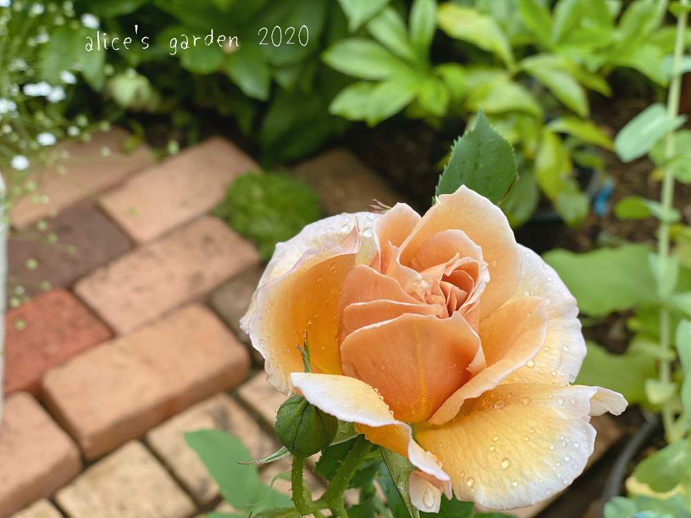 広い庭の画像 by aliceさん | 広い庭とバラとバラ カフェと多肉植物とHTCと2020春のガーデニングとalice's garden 2020とひやみかち日本!と令和✨四季のみちとGSミニモニ。 NO34とGSのみなさんに感謝♡とおうち園芸とGSミニモニ。とバラと夢CLUBと妄想倶楽部と癒されると信楽狸倶楽部と鉢植えと花のある暮らしとラジオ体操倶楽部とHTC NO.254とstay home
