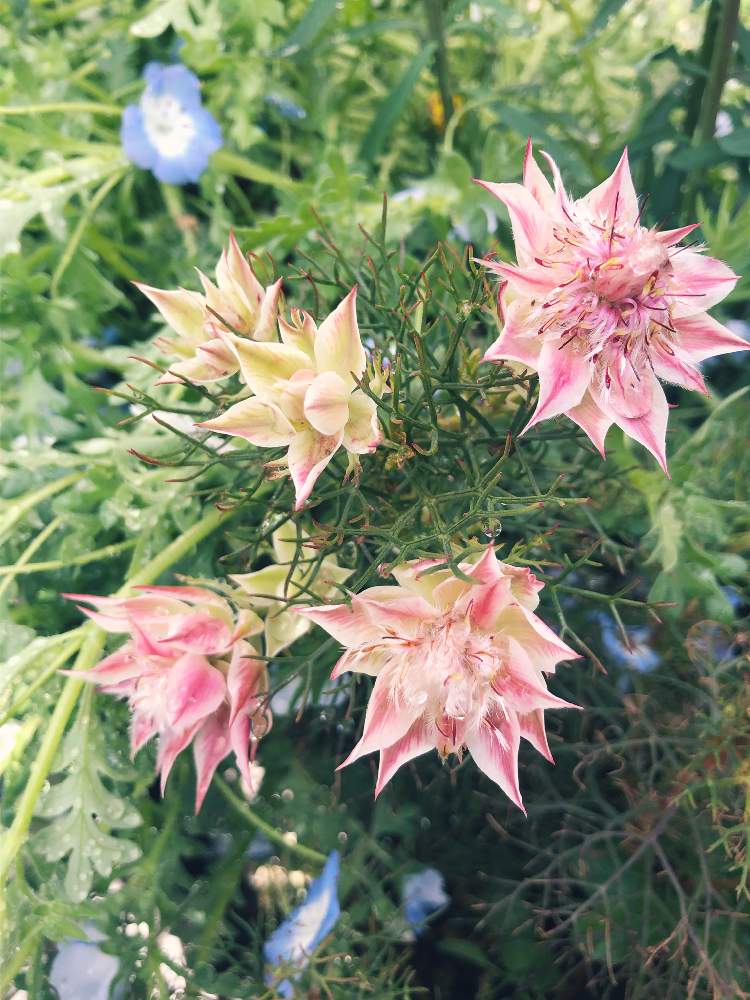 小さな庭の画像 by かるびさん | 小さな庭とかるびの庭とおうち園芸と相談とお花を守って❣️とセルリアちゃんとセルリアちゃん