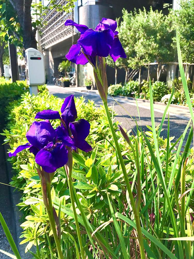 アプローチの画像 by TIさん | アプローチとアヤメと五反田のスローな草花たち