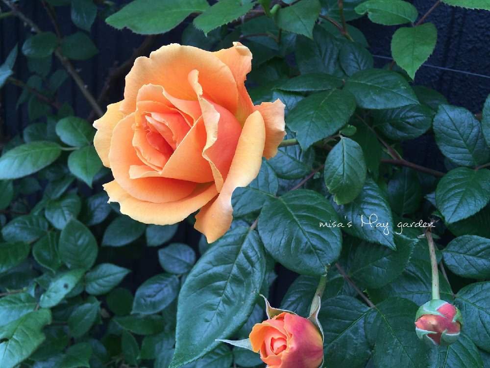 小さな庭の画像 by misaさん | 小さな庭とロイヤルサンセットとHTCと千葉県と薔薇愛同盟と2020春のガーデニングと花壇とつるバラとGSのみなさんに感謝♡と植中毒とバラと夢CLUBと❤️いいね、ありがとうとおうちで過ごそうと花のある暮らしとお庭とstay gardenとバラ・ミニバラと地植えとstay home