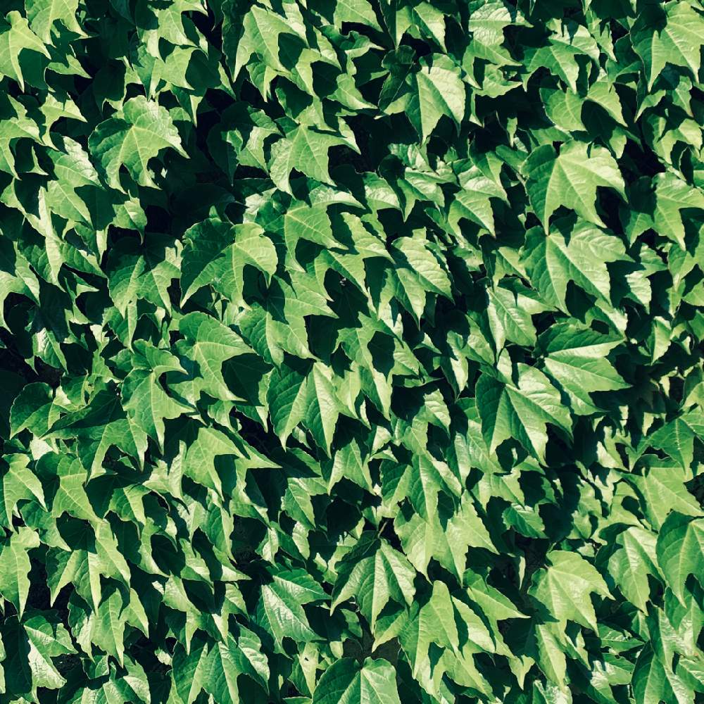 の画像 by 長沢裕さん | GREEN UP!ときょうのしぜん