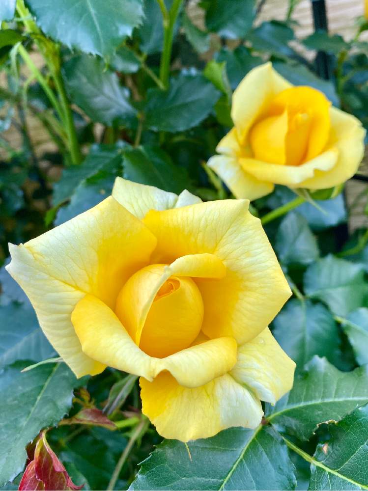 お出かけ先の画像 by さいたまさん | お出かけ先とバラと通勤途中に咲いてる薔薇と一輪の魅力とイキイキ✨と『バラとクレマチス』フォトコンと他所様のお庭と花びらの魅力✨