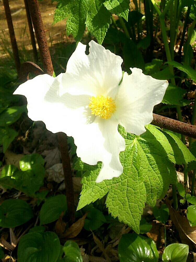 お出かけ先の画像 by non*noさん | お出かけ先と春芙蓉と撮り溜めpicと新型コロナウィルスに負けるなと山野草と白いお花と北海道と山芙蓉と白根葵