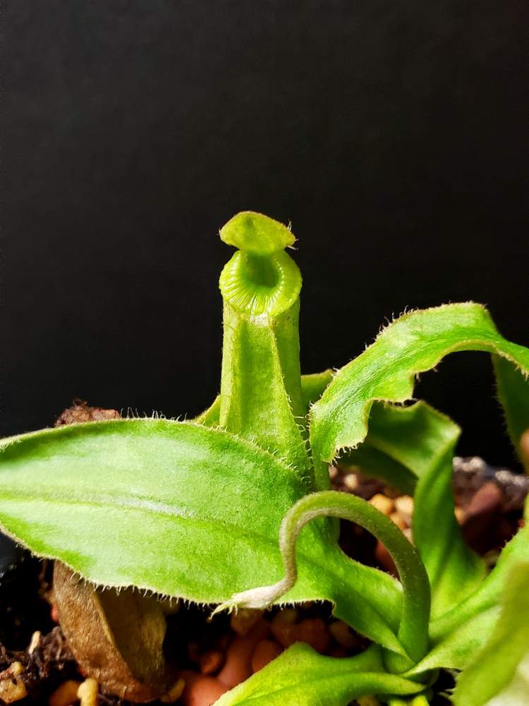 部屋の画像 by 熊みたいな熊さん | 部屋とnepenthes mirabilis var. echinostomaと観葉植物と食虫植物とネペンテス属と室内栽培専門と室内栽培と草植系男子とおうち園芸と珍奇植物とLED栽培と食虫植物・ウツボカズラ