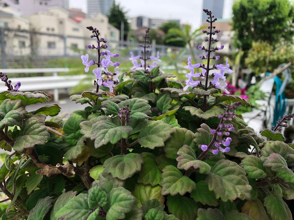 バルコニー/ベランダの画像 by 花ペチャさん | バルコニー/ベランダとプレクトランサス エルンスティとno flower no lifeといい香り❤とno green no lifeと花のある暮らしとGREEN UP!