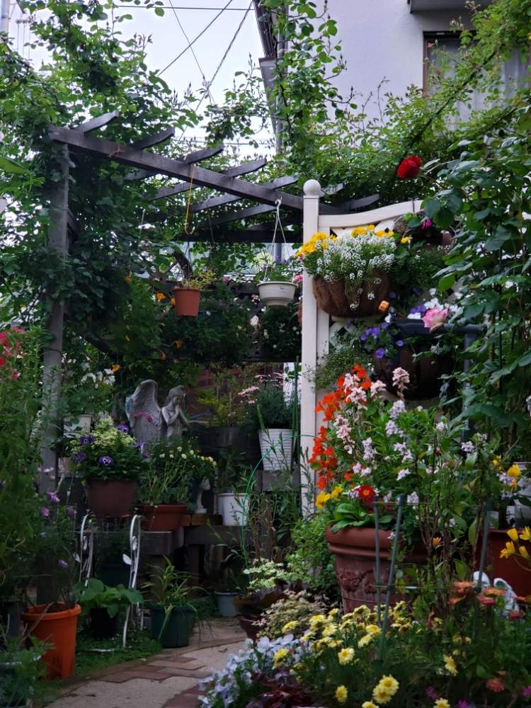小さな庭の画像 by 天空のバラの五線譜さん | 小さな庭と寄せ植えバスケットとおうち園芸とパーゴラ♡とイングリッシュガーデンと祈りと癒しの園と花のある暮らしとバラ・ミニバラと花色癒し