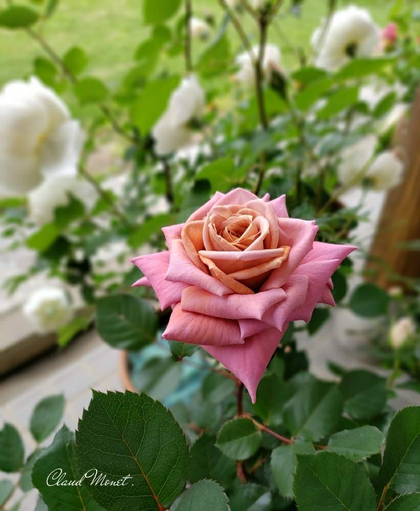 の画像 by hanamizukiさん | 禅ローズ禅とばら バラ 薔薇と禅ローズとバラ鉢植えと花のある暮らしと薔薇♪と孤高と薔薇あどと麗しい