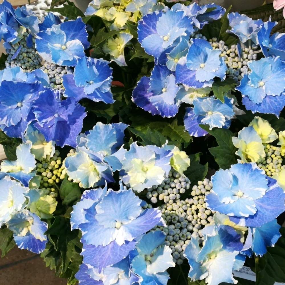 窓辺の画像 by ナカツタヤガーデンストリートさん | 窓辺と母の日と季節の花