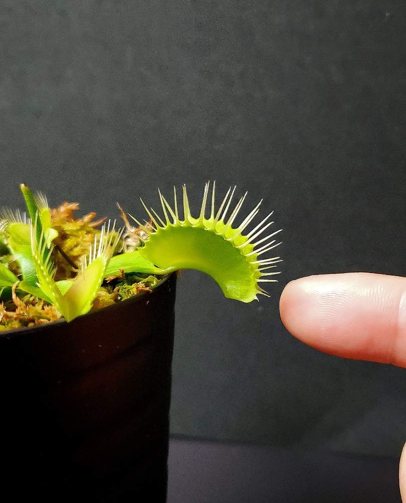 部屋の画像 by 熊みたいな熊さん | 部屋とdionaea muscipula 'patches'?と食虫植物と室内栽培専門と食虫植物 ハエトリソウと室内栽培と草植系男子とおうち園芸と珍奇植物とLED栽培