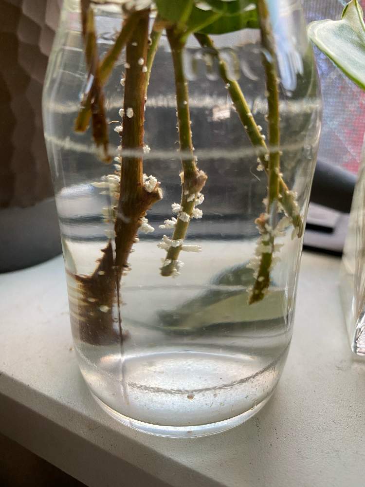 キッチンの画像 by asanaxxxさん | キッチンとベンジャミン・バロックと観葉植物とno green no lifeとおうち園芸と発根と緑のある暮らし