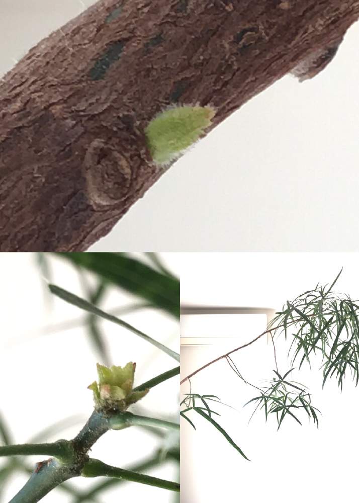 の画像 by nicoさん | ボトルツリーと観葉植物とアオギリ科とブラキキトン属と成長記録と新芽とn⁂013