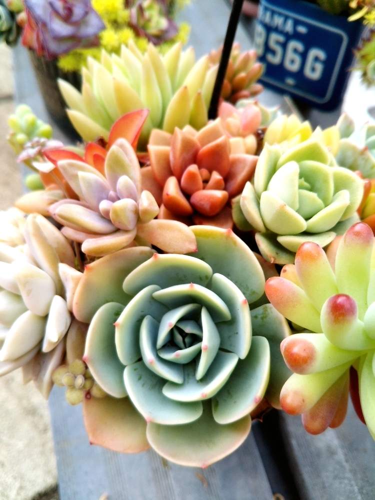 小さな庭の画像 by my gardenさん | 小さな庭とGS映えとエケベリア・七福神と多肉寄植え♡とおうち園芸と多摩地域と美しいと多肉女子と頂いた多肉植物 七福神と多肉寄せ植えと多肉植物の寄せ植え♡